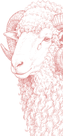 Mature horned ram representing halal mutton supply